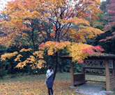 キクチ