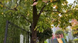 tree
