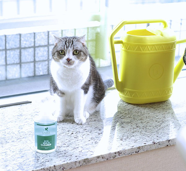 グリーンモーションのエコマルチクリーナーと猫